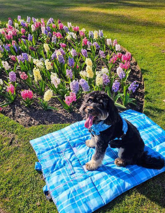 Turquoise Tartan Pet Travel and Settle Mat