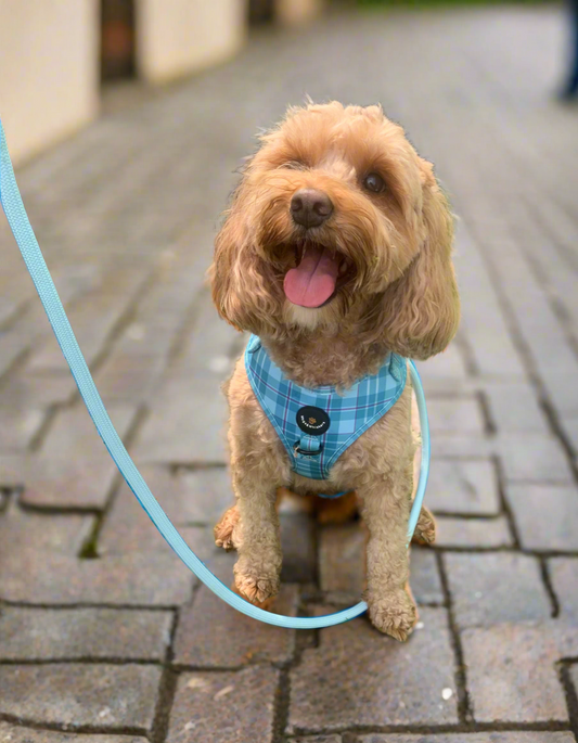 Baby Blue Rope Leash Flexible and Lightweight