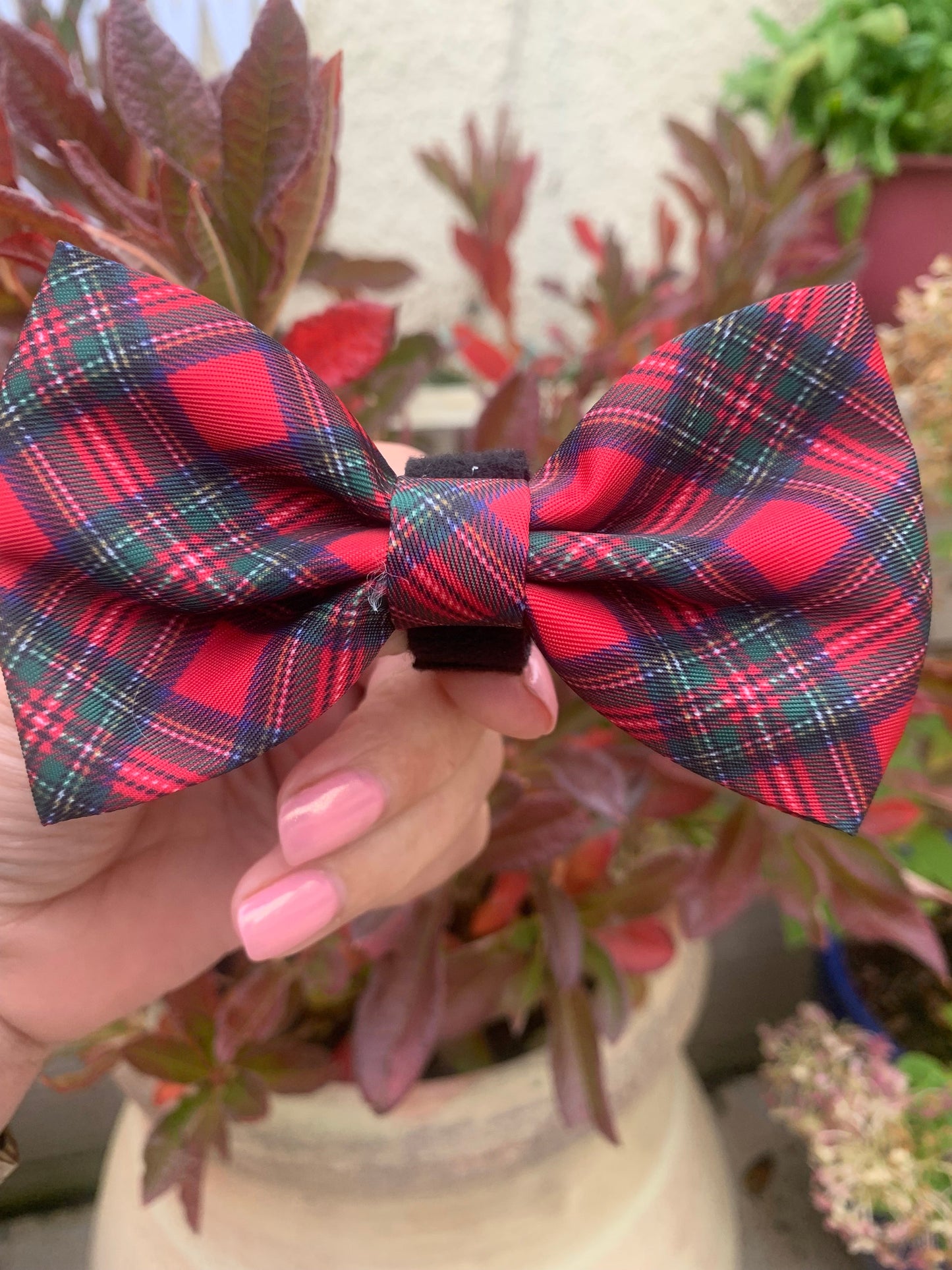 Royal Stewart Tartan Collar