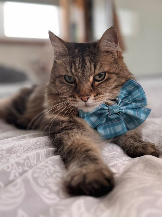 Sailor Bow Collar Accessory Turquoise Tartan