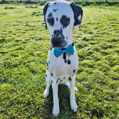 Bow Collar Accessory Turquoise Blue