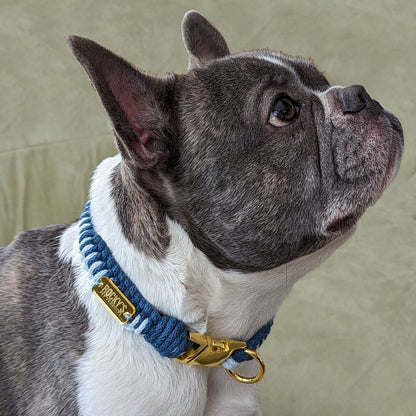 Make Your Own Dog Collar & Friendship Bracelet Craft Kit - BLUE
