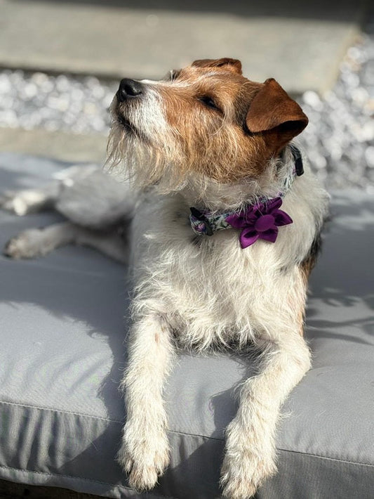 Flower Pet Collar Accessory Magenta Purple