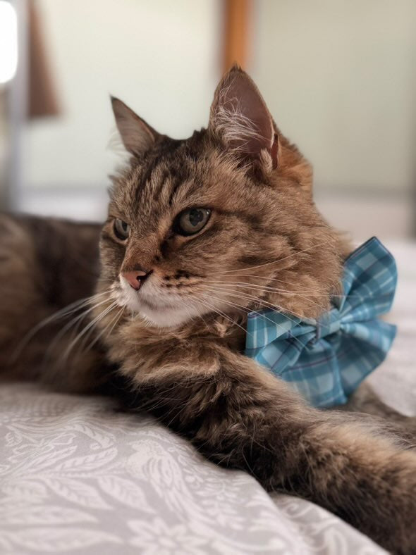 Sailor Bow Collar Accessory Turquoise Tartan