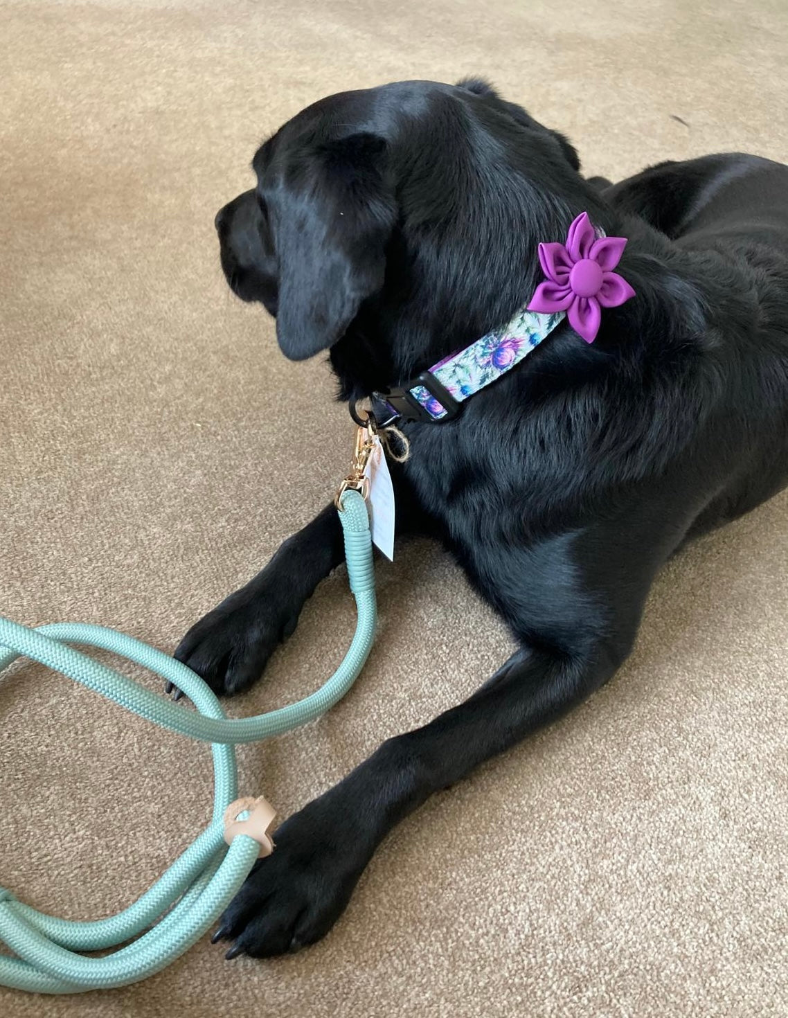 Flower Pet Collar Accessory Magenta Purple