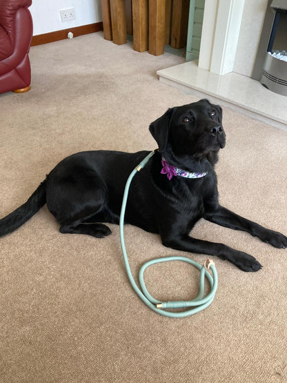 Sage Green Rope Dog Leash Flexible and Lightweight