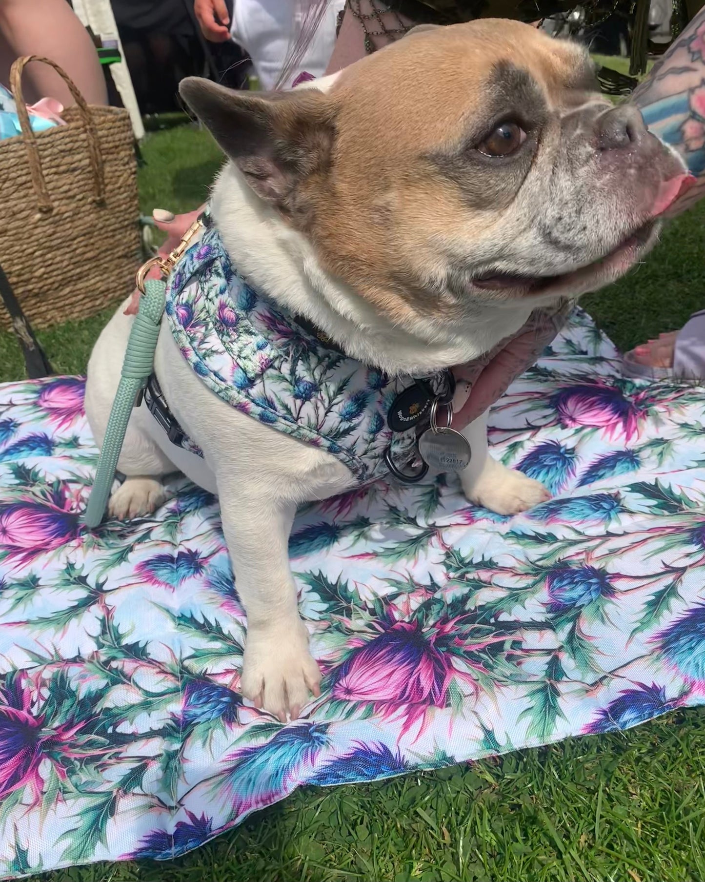 Pet Travel and Settle Mat - Bonnie Thistle
