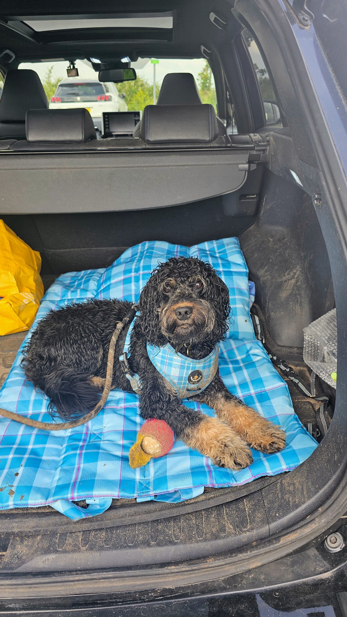 Turquoise Tartan Pet Travel and Settle Mat