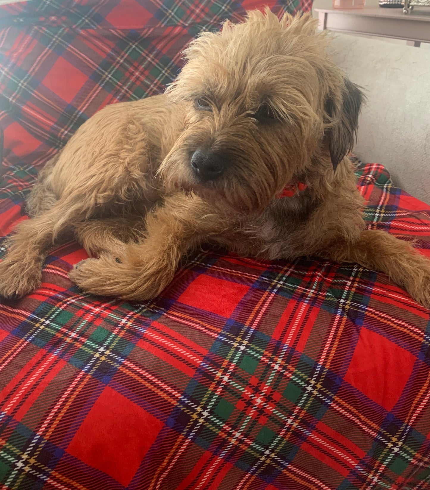 Luxury Tartan Pet Snuggle Blanket