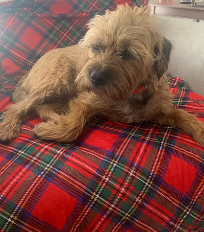 Luxury Tartan Pet Snuggle Blanket