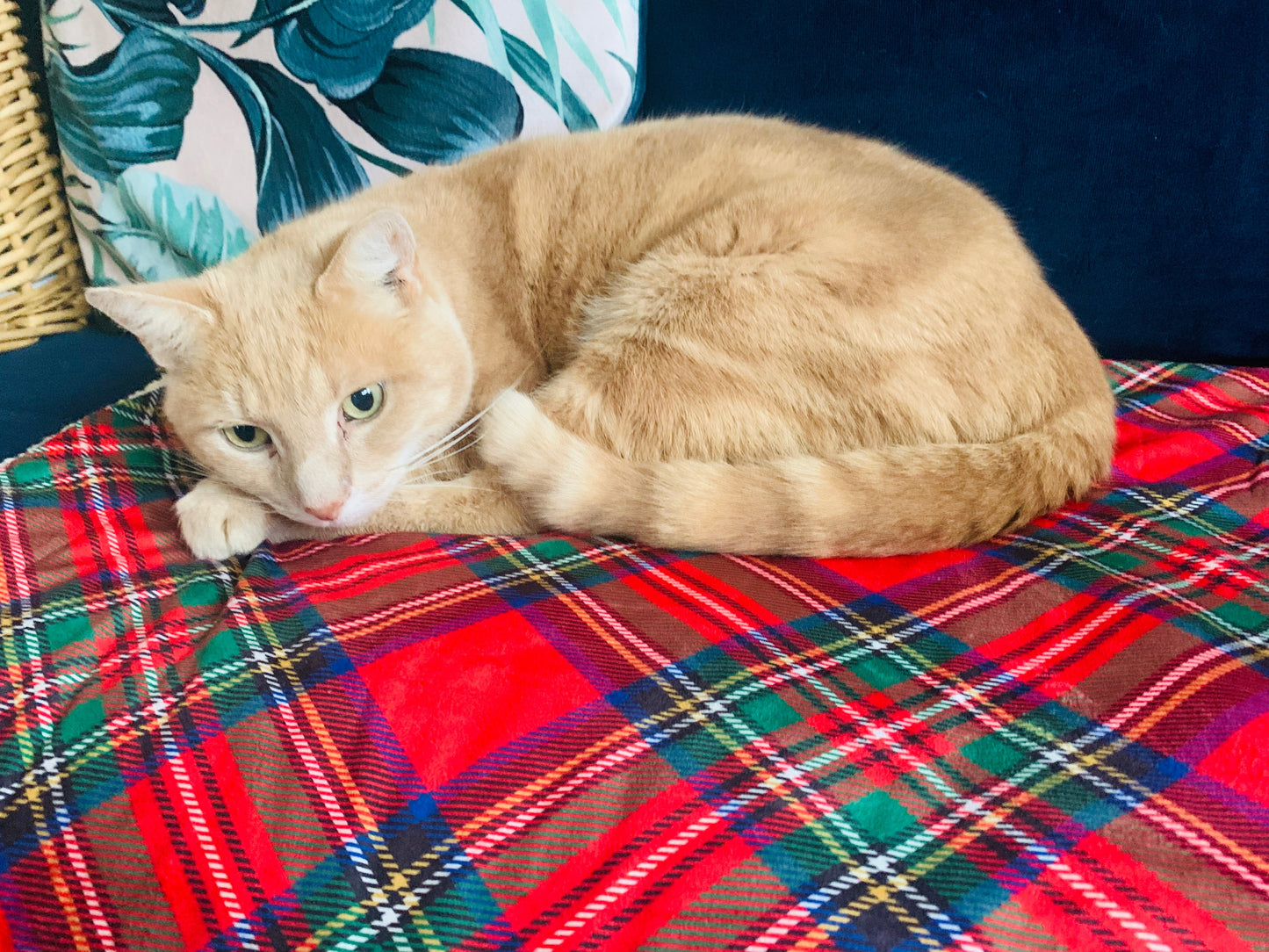 Luxury Tartan Pet Snuggle Blanket