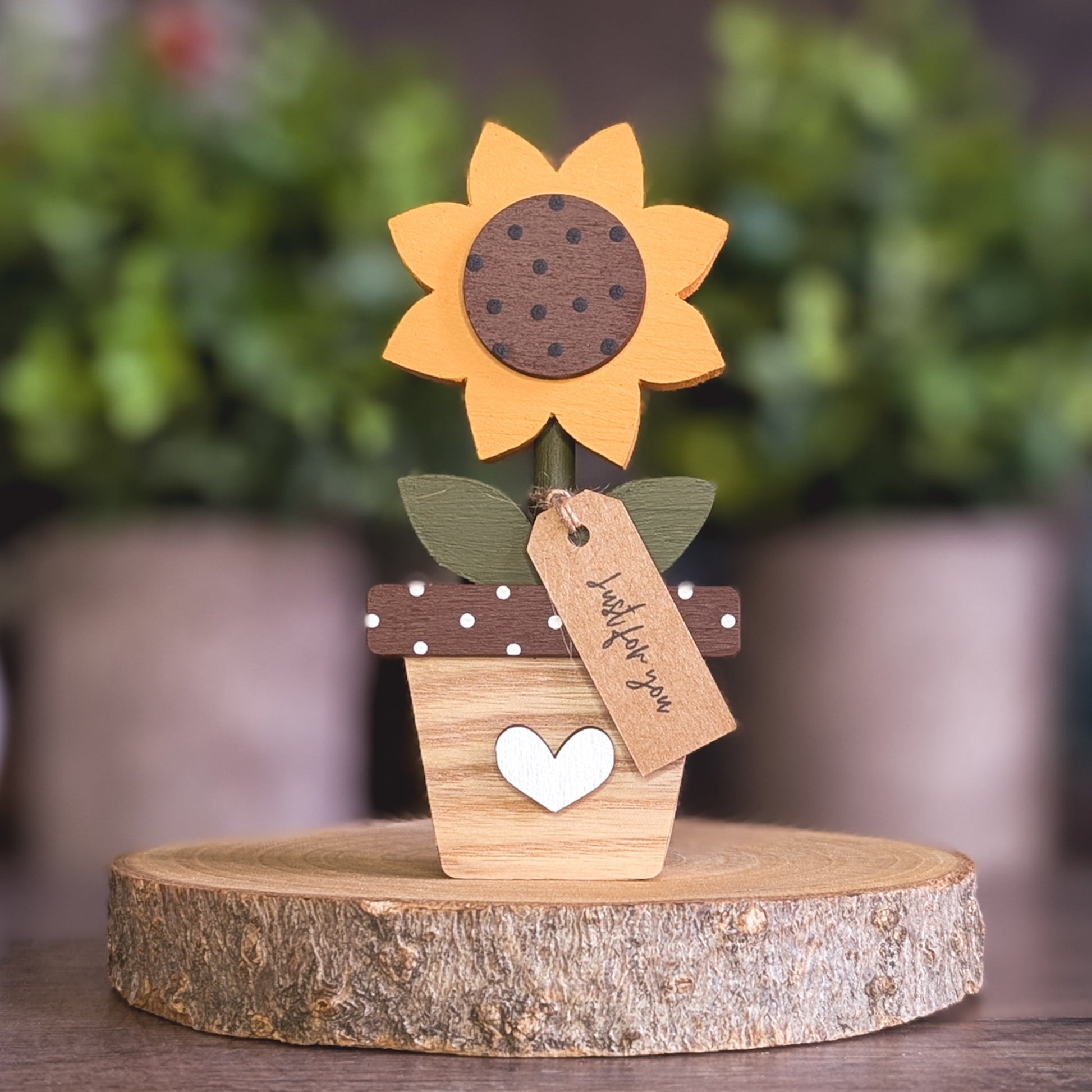 Potted sunflower